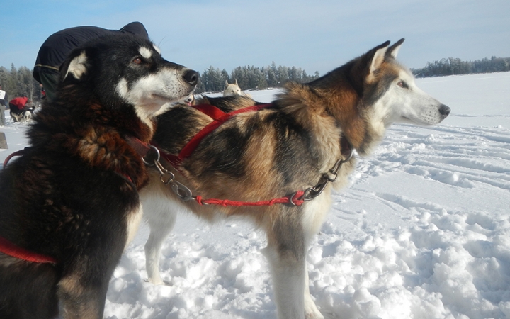 learn to dog sled